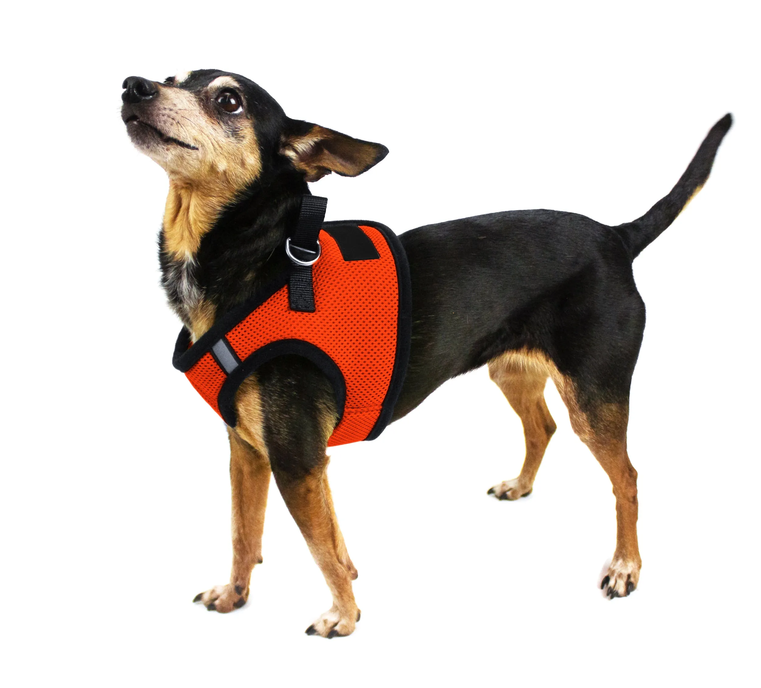 Boston Mesh Harness   Built-in Hook & Loop Fastener