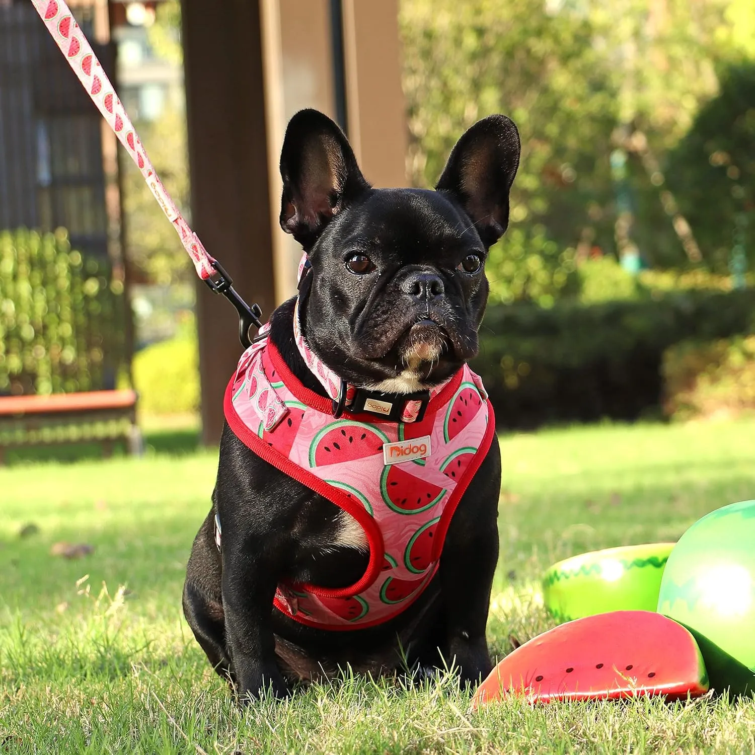 Didog No Pull Dog Harness Collar and Leash Set, Cute Pattern Puppy Dog Harness with Adjustable Collars and Leash, Soft Padded Air Mesh Vest for Small Dogs Walking Training(Watermelon, XS)
