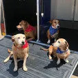 Dog Collar Bandana