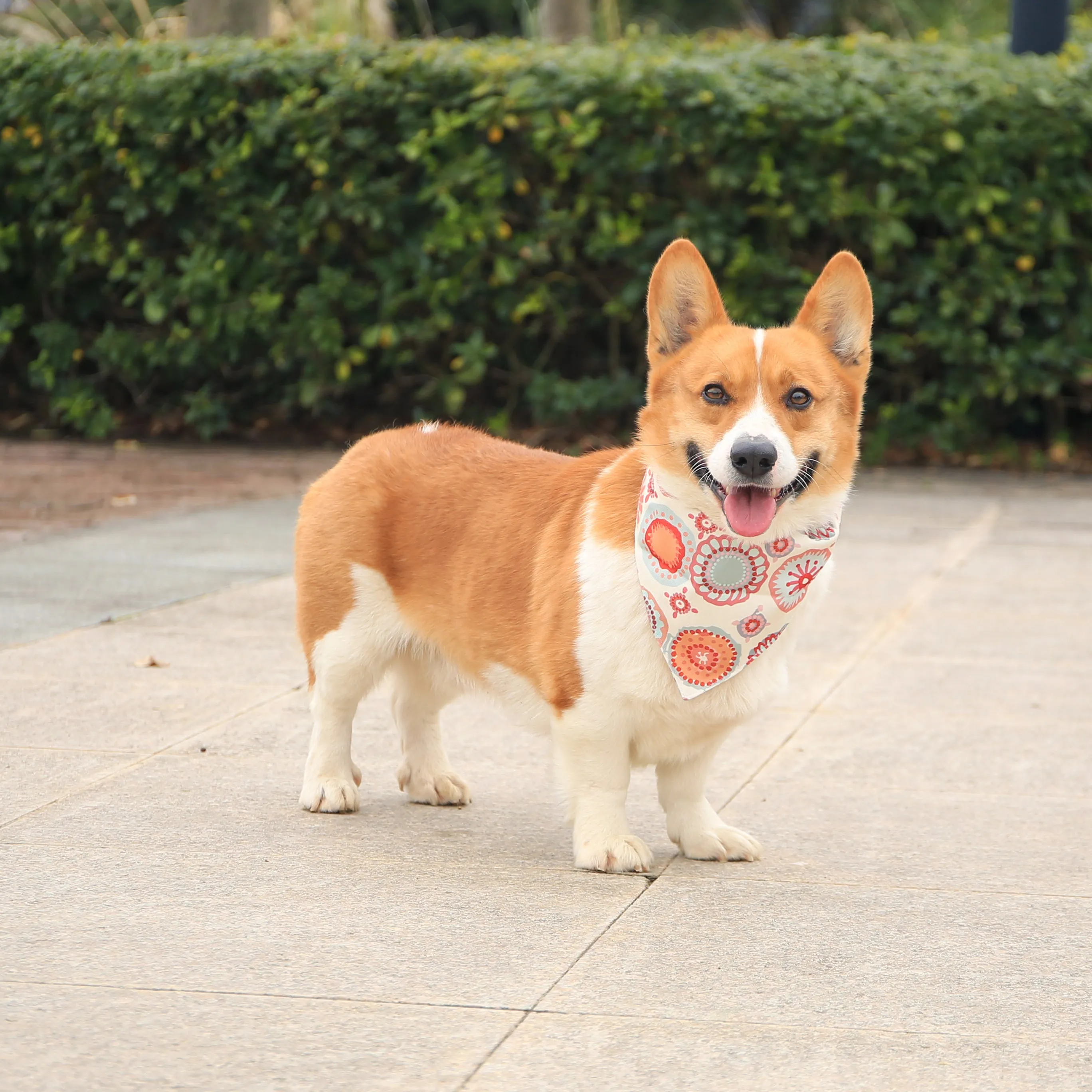 Orange Daisy Dog Collar Bandana