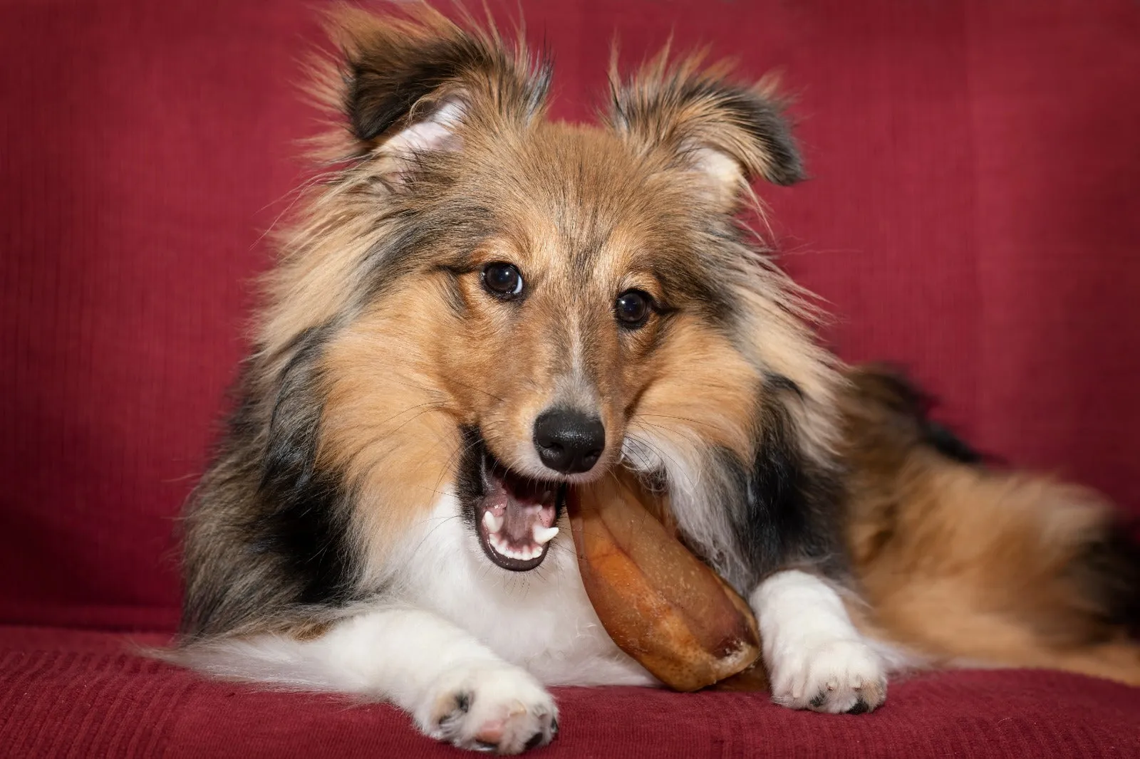 Pig Ears for Dogs | Quality Pork Dog Chews 100% Natural Pork Ears Made in USA 100 Count