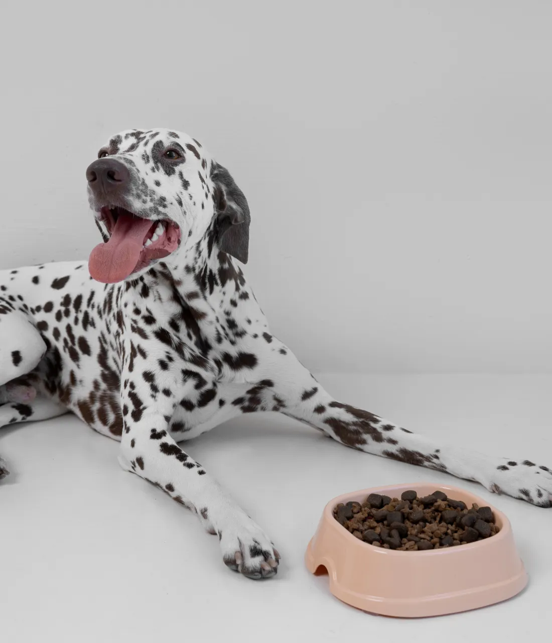 Plastic meal bowl