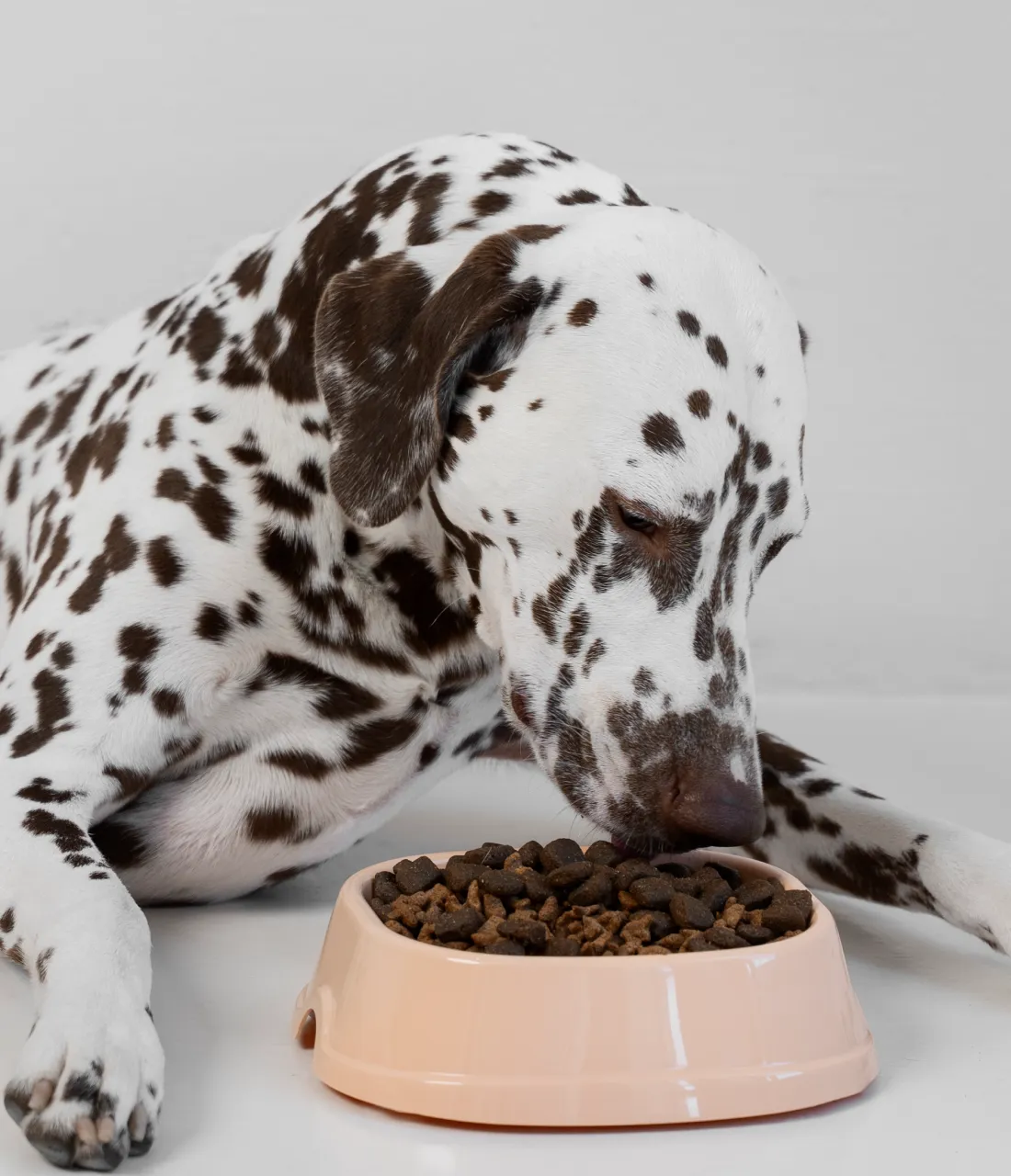 Plastic meal bowl