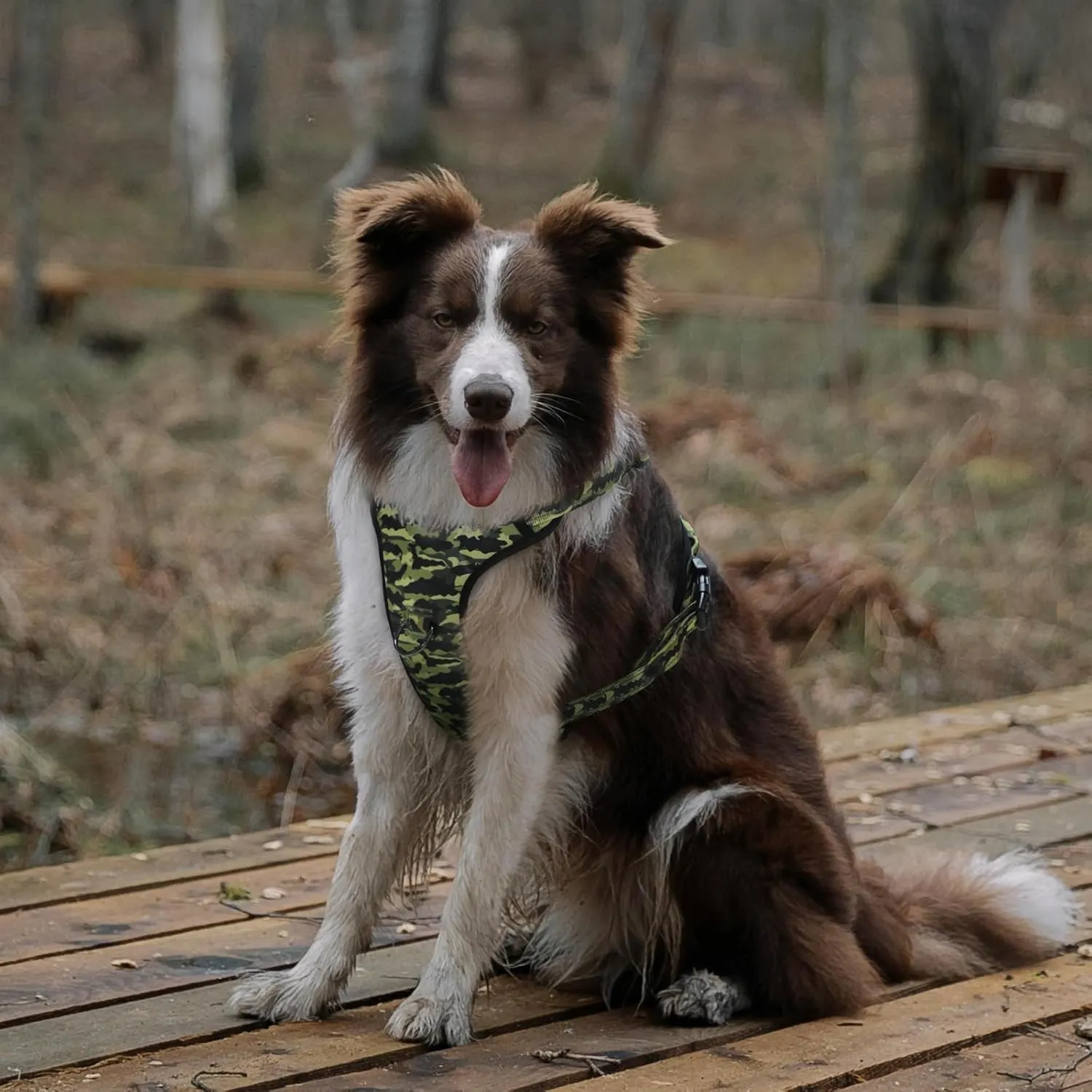 QQPETS No Pull Dog Harness with 2 Leash ClipsAdjustable Soft Padded Dog Vest, Reflective Outdoor Pet Oxford Vest with Easy Control Handle for Small to Large Dogs Walking Training