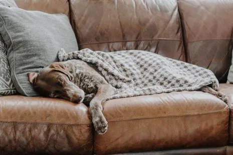 Tall Tails Fleece Blanket